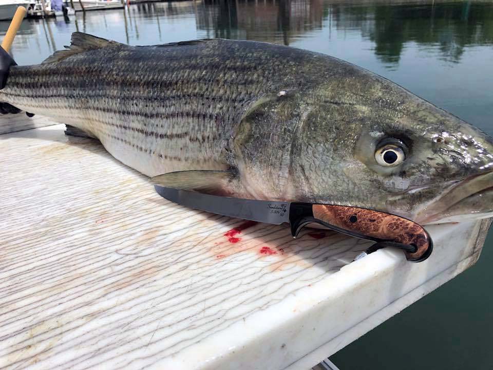 Striped bass on the cutting block