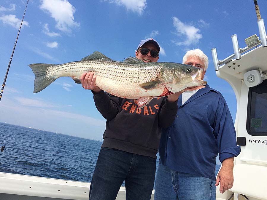 Big striped bass caught in Boston Harbor
