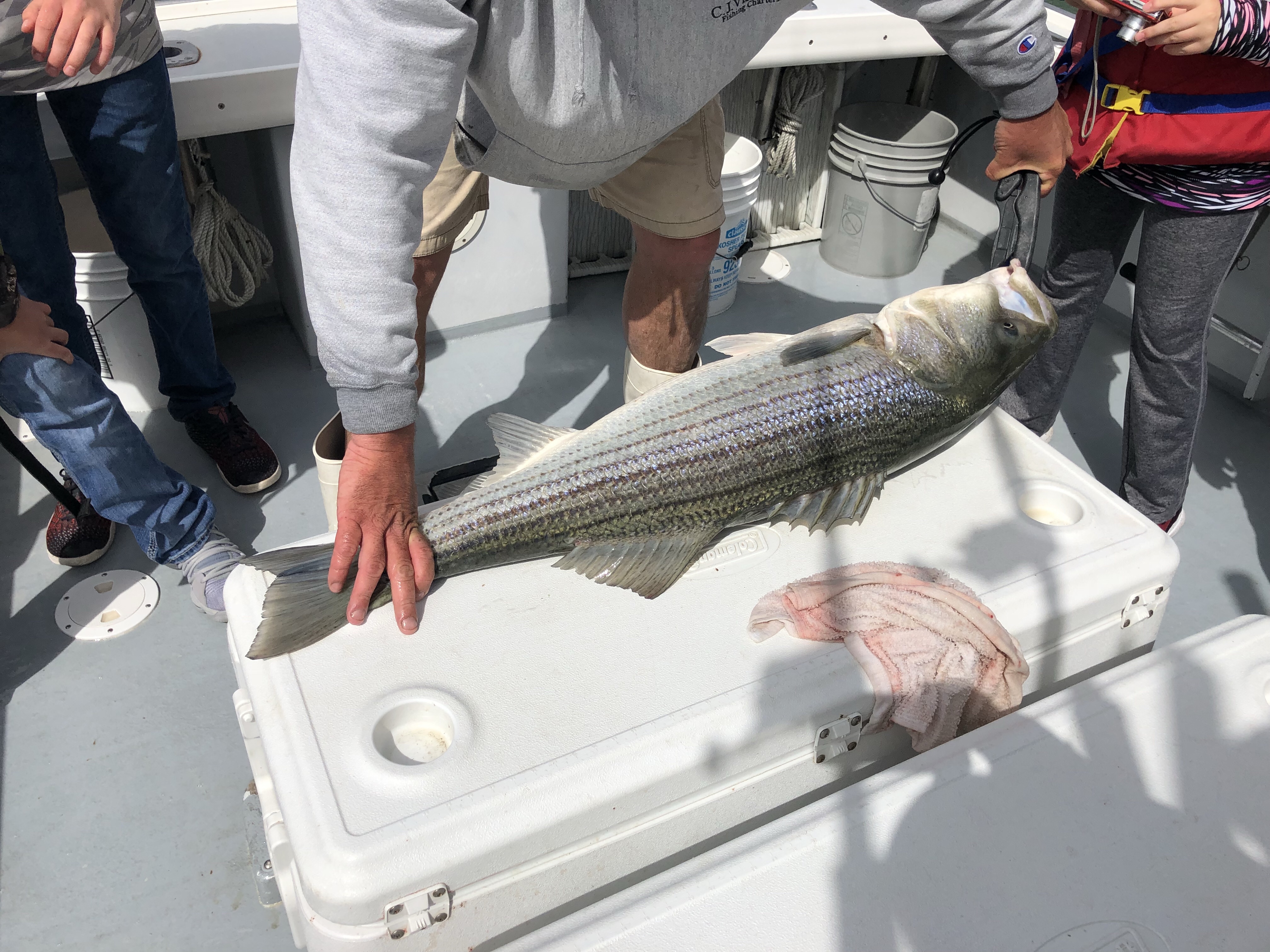Measuring a striped bass