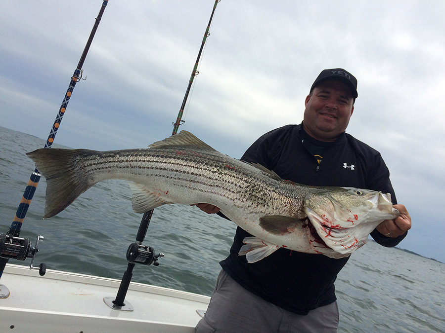 A large striped bass and a happy fisherman